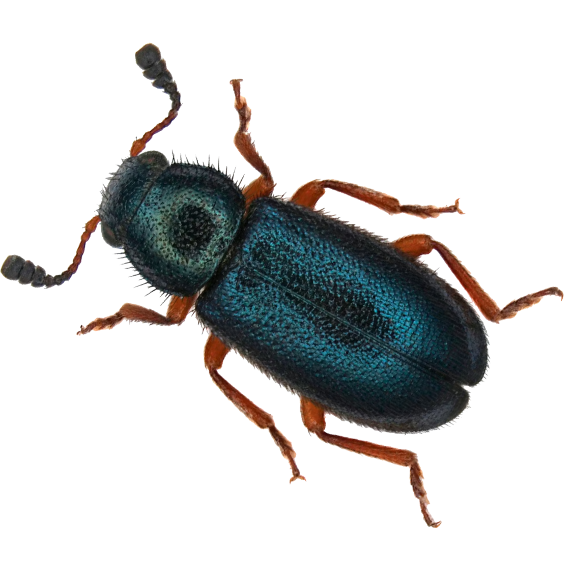 Product image animated-1