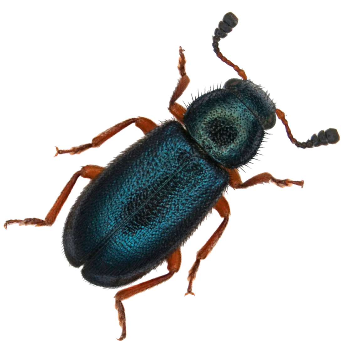 Product image animated-2