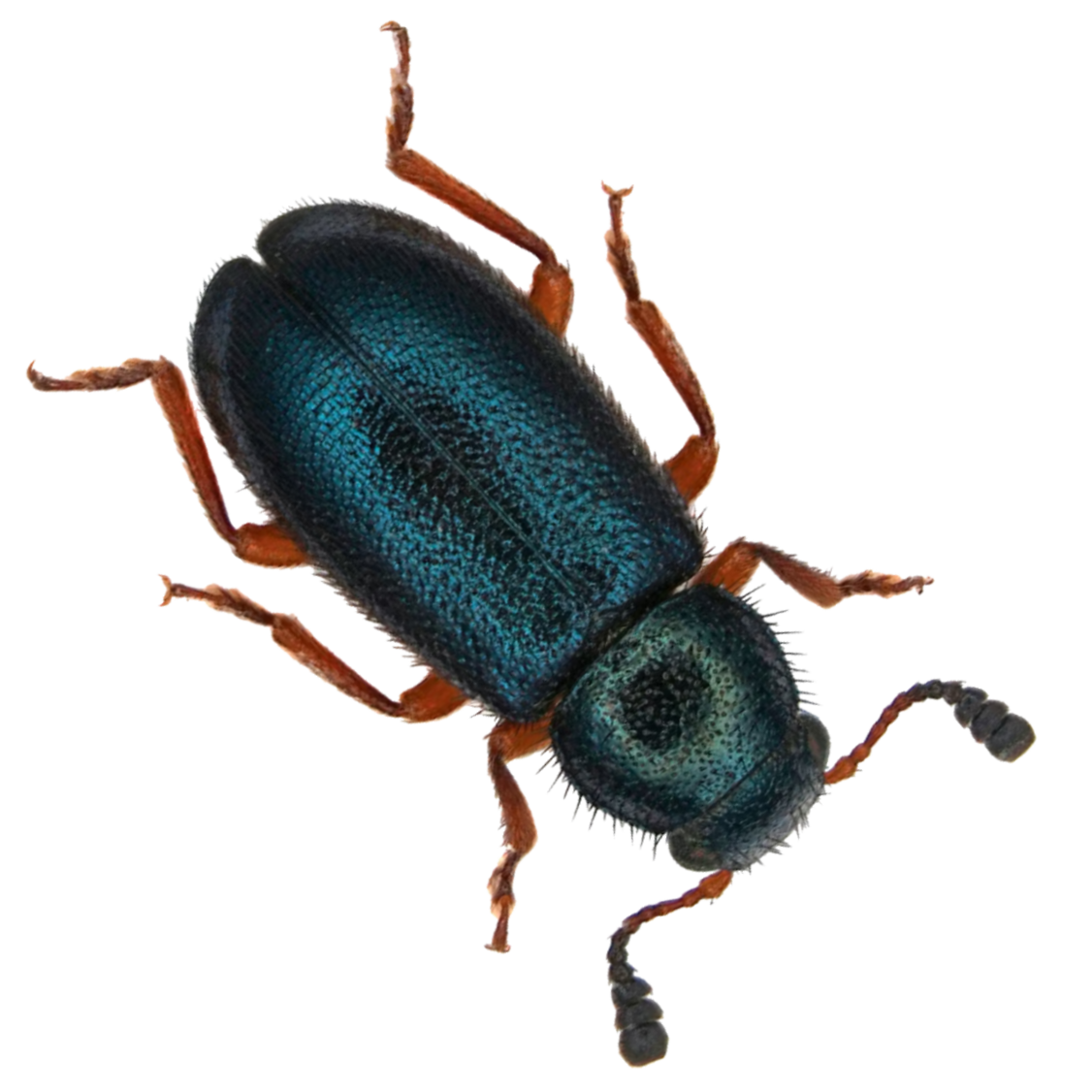 Product image animated-3